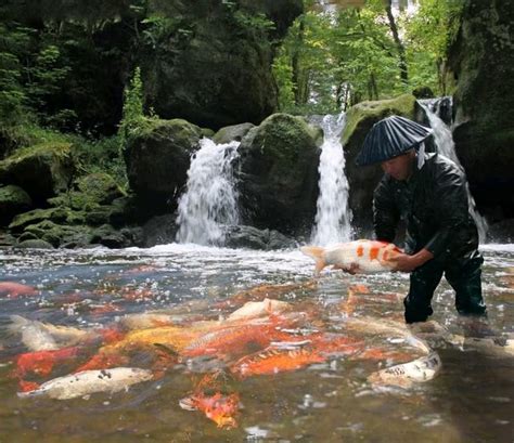 錦鯉氣運|錦鯉之風水解析